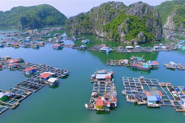 Tour 5 giờ: Thăm Làng Chài - Ngắm Hoàng Hôn và Sinh Vật Phát Sang Vịnh Lan Hạ