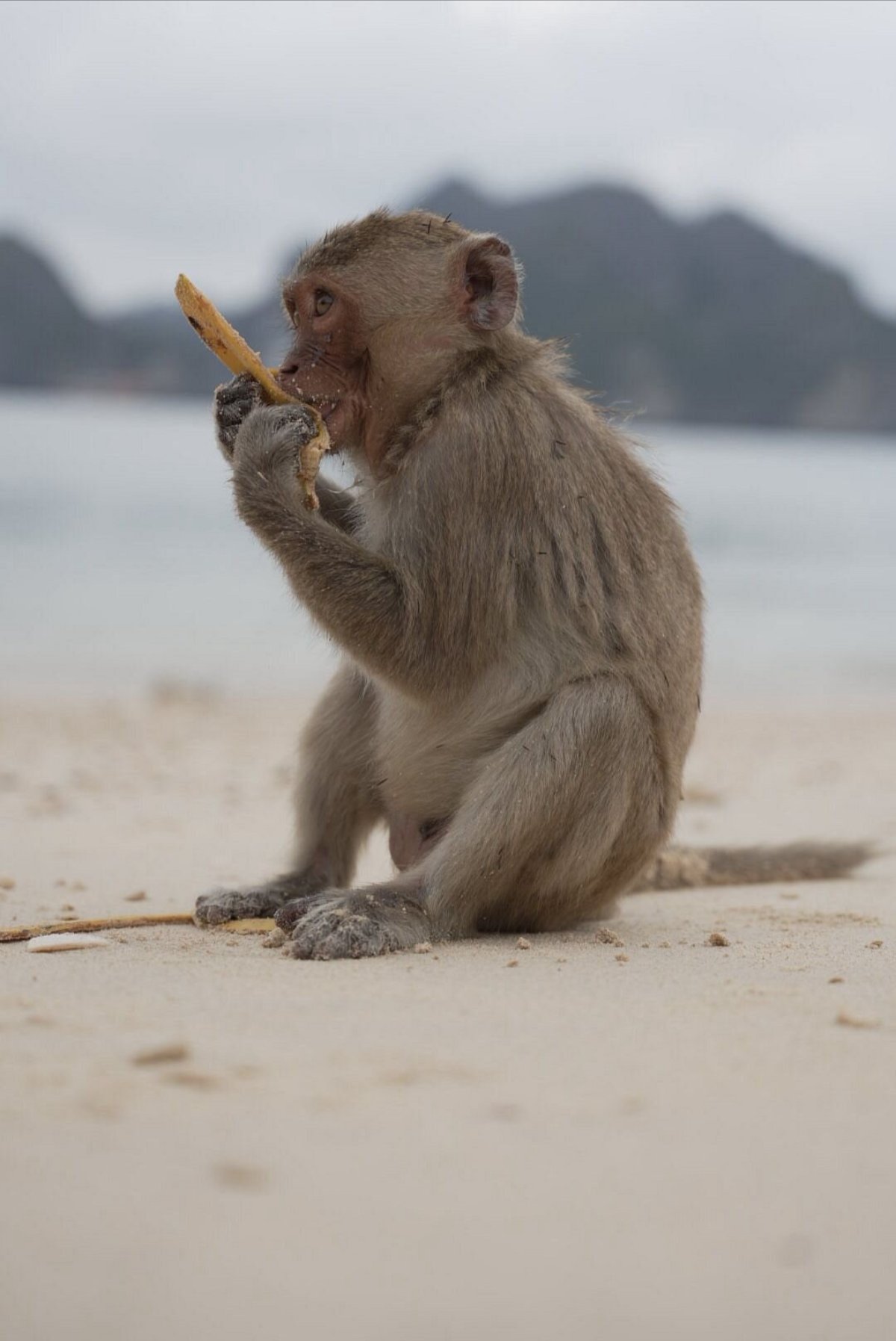 Tại sao gọi l&agrave; Đảo Khỉ?